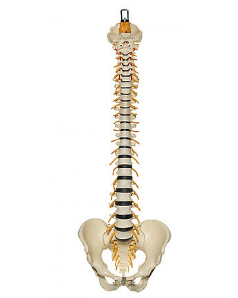 Pelvis Ve Spinal Sinirli Omurga Modeli